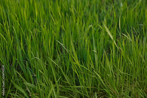 Green lawn with fresh grass outdoors, closeup