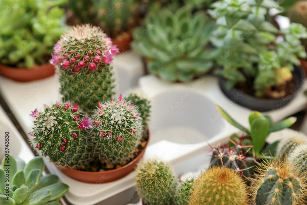 Beautiful Mammillaria zeilmanniana cactus with flowers on table, closeup. Space for text Beautiful Mammillaria zeilmanniana cactus with flowers on table, closeup. Space for text