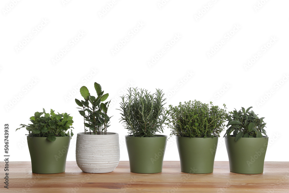 Pots with thyme, bay, sage, mint and rosemary on wooden table against white background