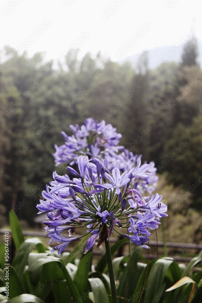 Obraz premium flowers in the field