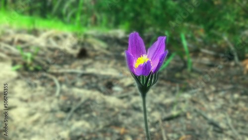 Dreamy, selective focus purple crocus flower blows in gentle breeze photo