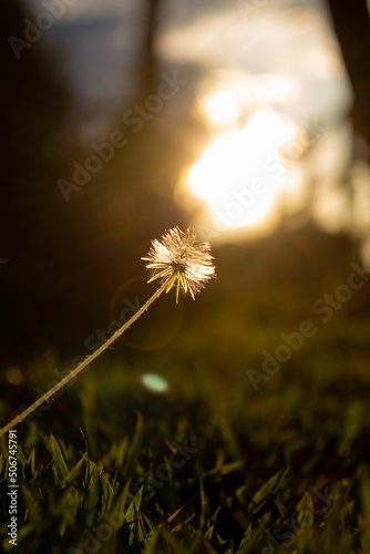 Flor ao sol