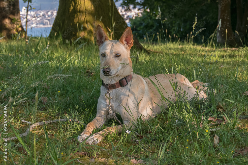 podenco dog lying on the grass in front