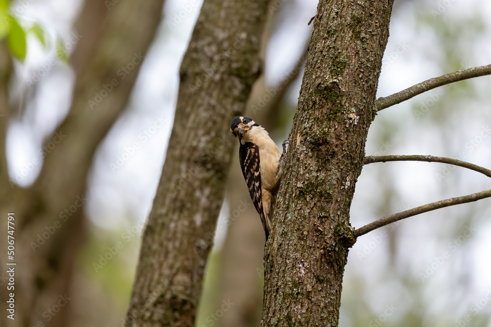 The hairy woodpecker (Leuconotopicus villosus). Natural scene from Wisconsin state park during nesting. The hairy woodpecker (Leuconotopicus villosus). Natural scene from Wisconsin state park during nesting.