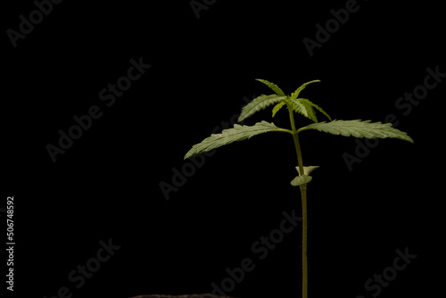 Cannabis sprout close-up isolated in soil background. Fresh young marijuana seedling. Baby hemp with small leaves grows in coconut soil, flat lay. Micro growing concept