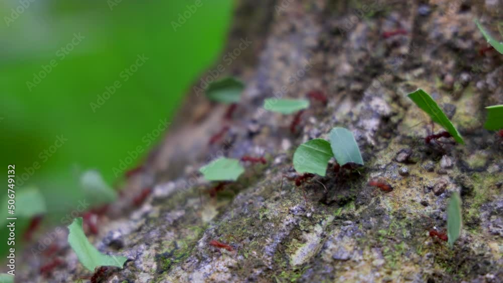 Incredible wildlife 4k macro footage of Leafcutter ants carrying down pieces of leaves across jungle to their nest in rainforest. Close-up of colony leaf-cutting ants crawling on a log. Costa Rica