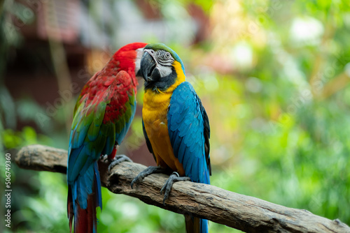 closeup parrot with blur background, nature bird, macaw © waranyu