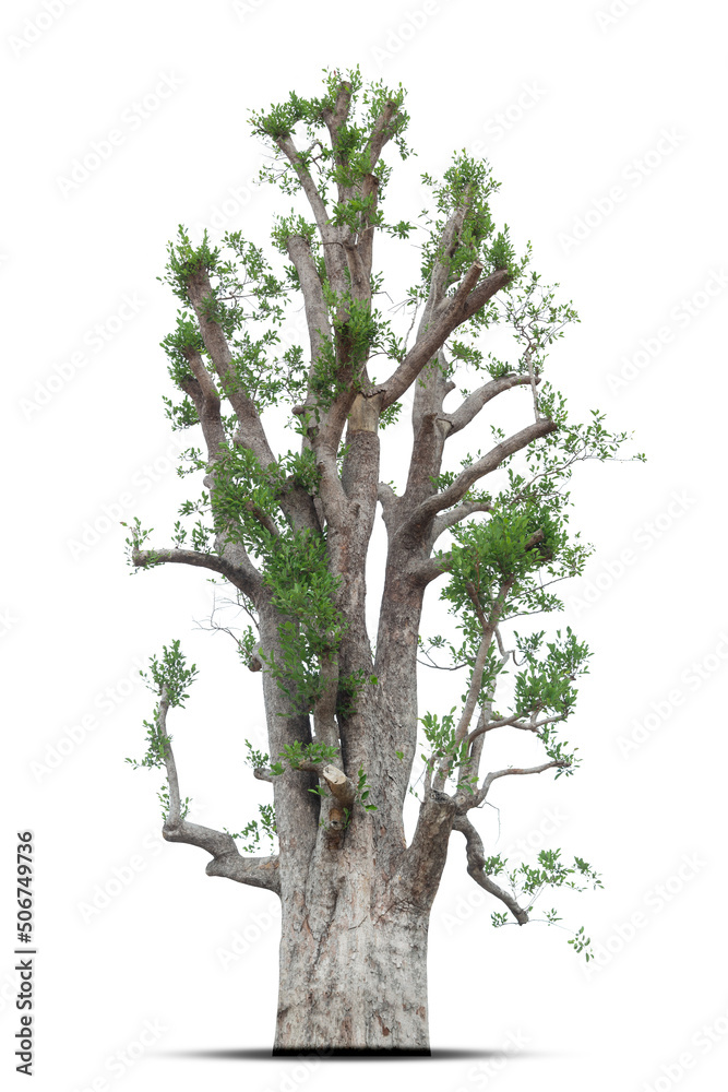 Obraz premium Spring tree isolated on white background, tree with few leaves.