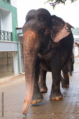 Aging Asian Bull Elephant walking on the street in Pinnawala Sri Lanka Asia photo