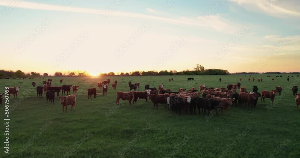 The cattle are loose grazing in the meadow. Aerial view of a beautiful sunset in the field. the cows look at the camera. The cattle are loose grazing in the meadow. Aerial view of a beautiful sunset in the field. the cows look at the camera.