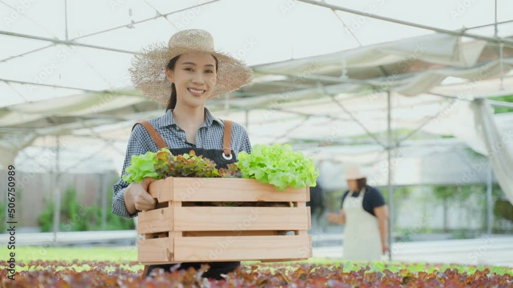 Portrait of beautiful girl farmer working in vegetable hydroponic farm
Portrait of beautiful girl farmer working in vegetable hydroponic farm