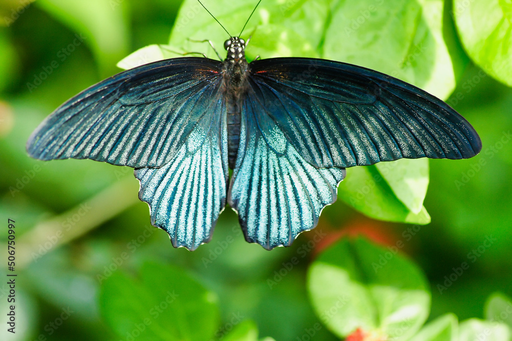 Obraz premium butterfly on leaf