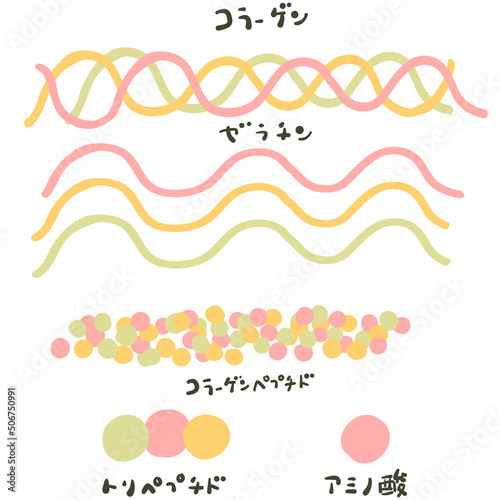 コラーゲンの合成と分解