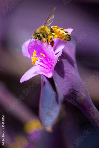 Photography Honey Bee (Apis mellifera)