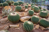 Group of Golden barrel cactus growth and nursery in Chiang Mai botanical garden.