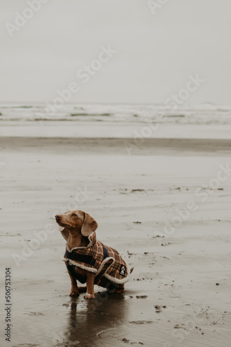 Dapple Dachshund on Rocky Monochromatic Tofino Shoreline 