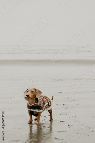 Dapple Dachshund on Rocky Monochromatic Tofino Shoreline 