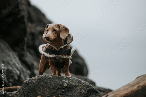 Фотография Dapple Dachshund on Rocky Monochromatic Tofino Shoreline