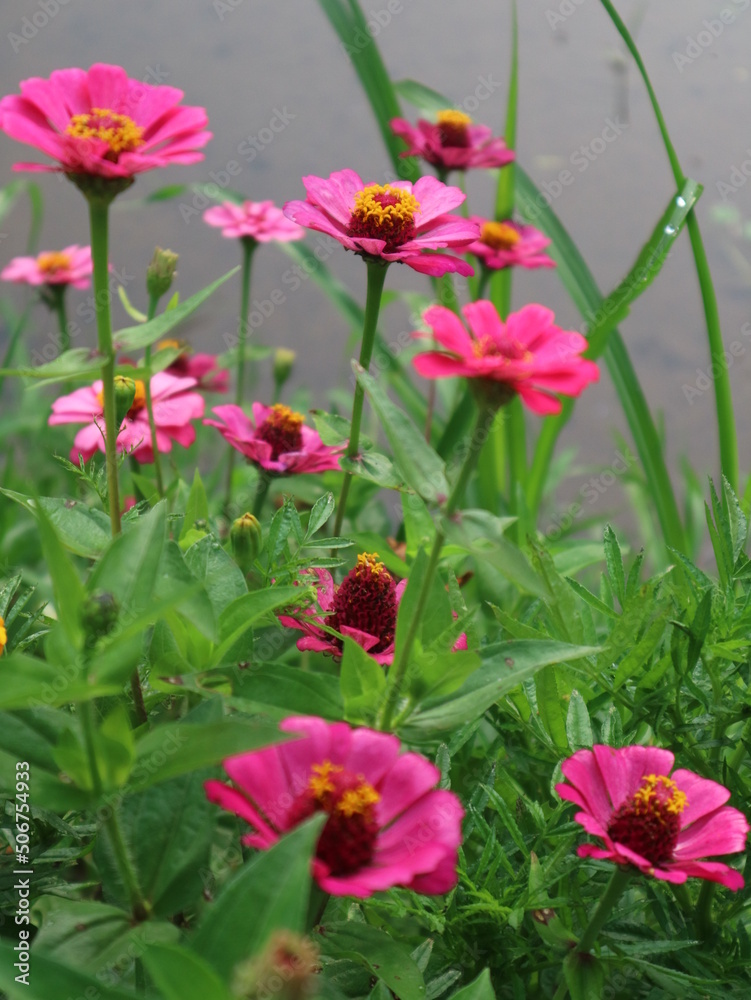 Flowers blooming in the garden