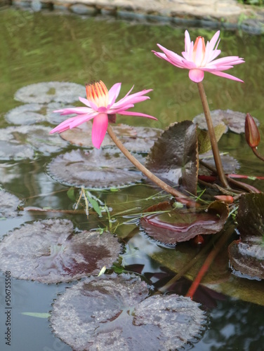 Beautiful pink waterlily or lotus flower in pond