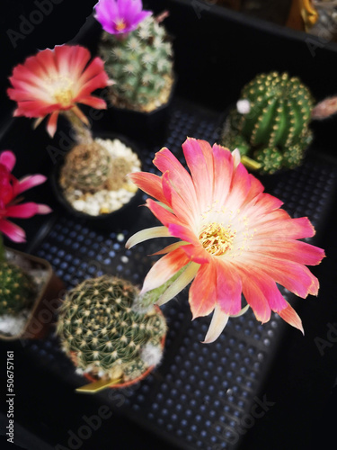 A set of Cactuses 1