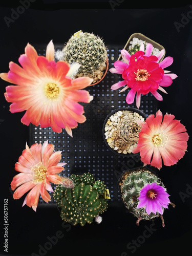 A set of cactuses 2