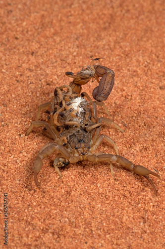 Scorpion brings babies on her back photo