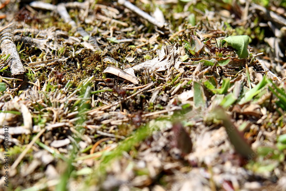 Leafcutter ant in a field in the Intag Valley outside of Apuela, Ecuador