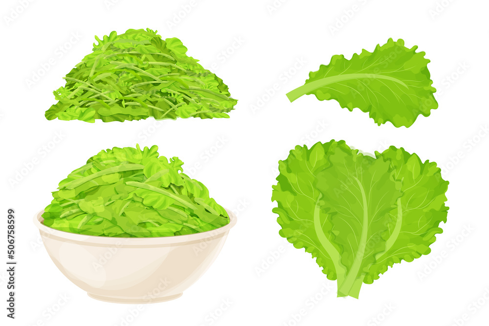 Set chopped lettuce leaves in bowl in cartoon style isolated on white background, Healthy raw ingredient, vegetarian dish.  - obrazy, fototapety, plakaty 