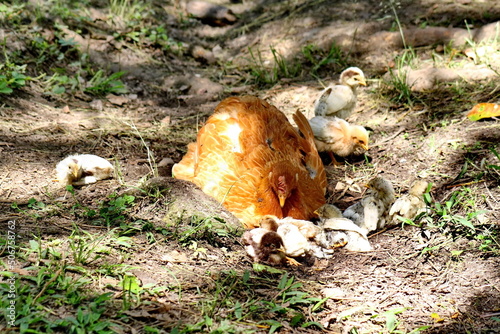 Hen with chicks on a farm in the Intag Valley outside of Apuela, Ecuador