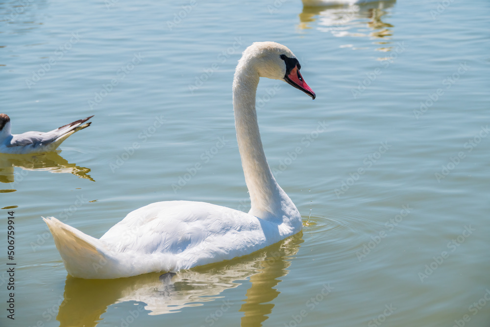 Graceful white Swan swimming in the lake, swans in the wild. Portrait of a white swan swimming on a lake. Graceful white Swan swimming in the lake, swans in the wild. Portrait of a white swan swimming on a lake.