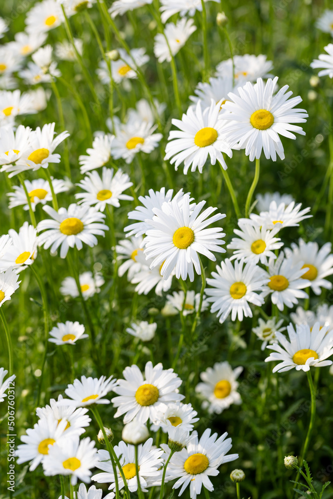 Blooming Chrysanthemum Maximum in the park Blooming Chrysanthemum Maximum in the park