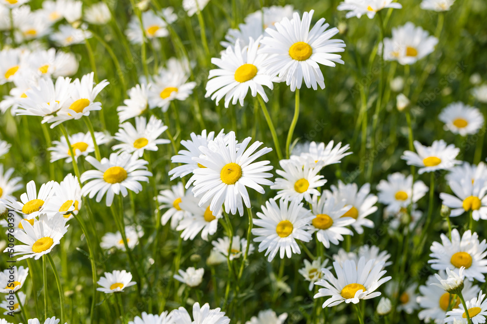 Blooming Chrysanthemum Maximum in the park Blooming Chrysanthemum Maximum in the park