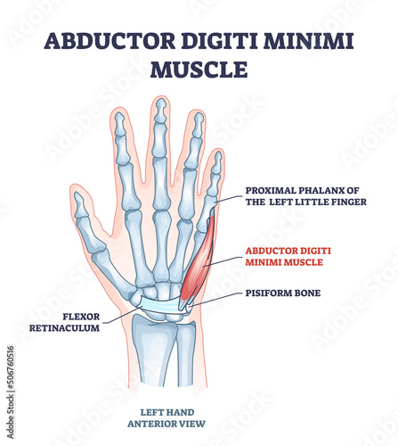 Abductor digiti minimi muscle with hand and palm skeleton outline diagram. Labeled educational scheme with xray flexor retinaculum, proximal phalanx of little finger and pisiform vector illustration. photo