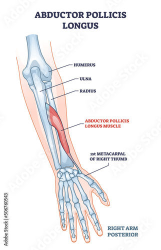 Abductor pollicis longus muscle with hand or arm skeleton outline diagram. Labeled educational scheme with medical humerus, ulna, radius or metacarpal of right thumb bones location vector illustration