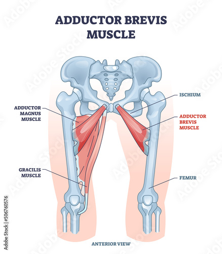 Adductor brevis muscle with hips and leg skeletal system outline diagram. Labeled educational scheme with medical magnus and gracilis muscular location and ischium or femur bones vector illustration.