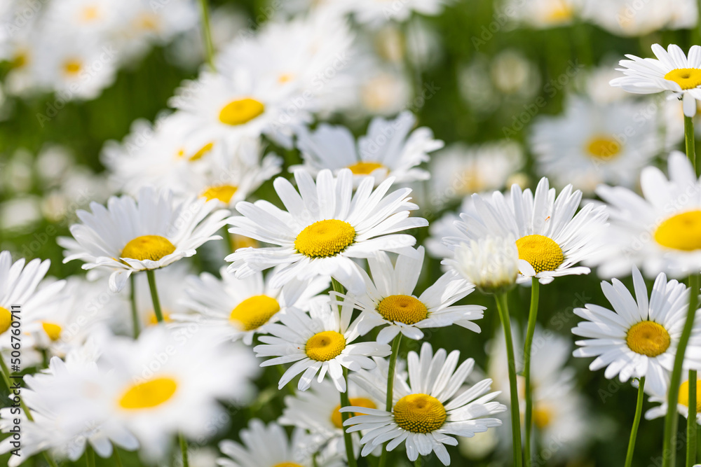 Blooming Chrysanthemum Maximum in the park