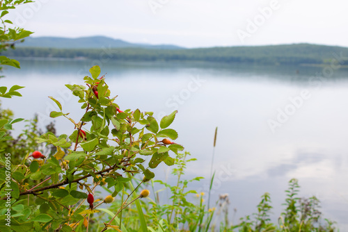 Branch with green leaves and red rose hips on the background of the lake