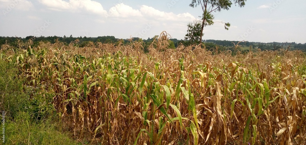 Obraz premium maize plantation