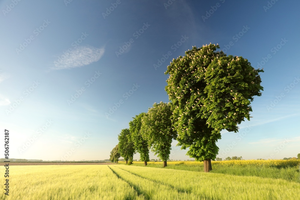 Fototapeta premium Spring chestnuts growing in a field next to a dirt road on a May morning