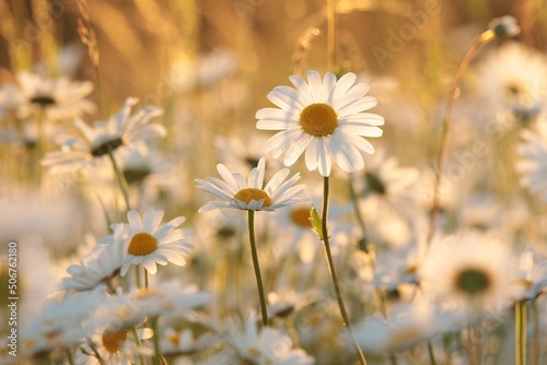 Daisies on a spring meadow at dusk