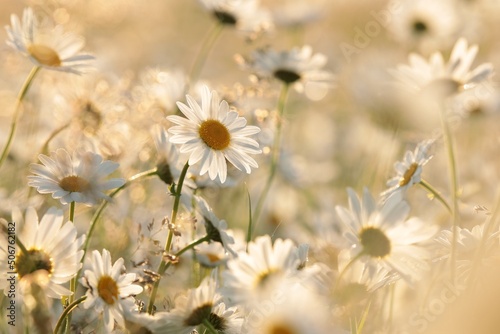 Daisies on a spring meadow at dusk