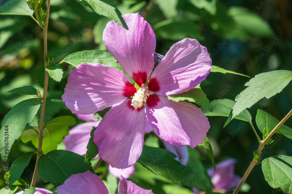 Pink flowers of Hibiscus moscheutos plant close-up. Hibiscus moscheutos, swamp hibiscus, Pink flowers of Hibiscus moscheutos plant close-up. Hibiscus moscheutos, swamp hibiscus,