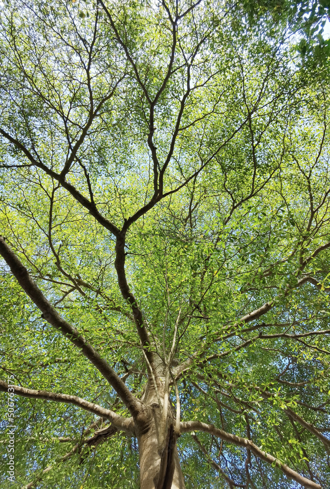Landscape the big tree with blue sky in nature Landscape the big tree with blue sky in nature