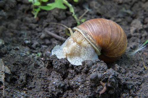 A brown snail close-up against the background of the ground.