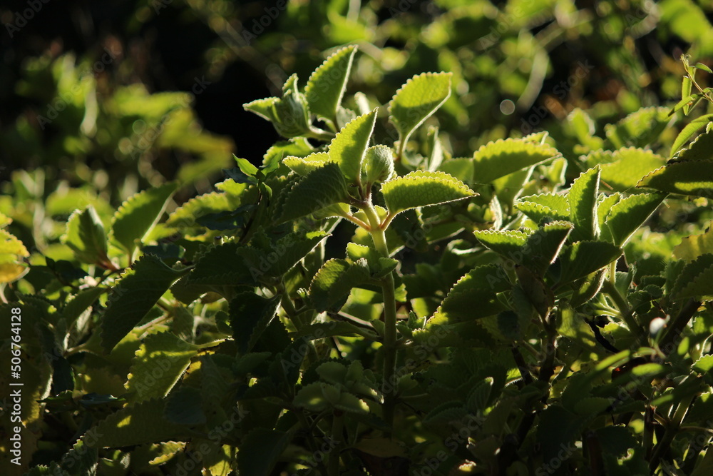Obraz premium Garden morning