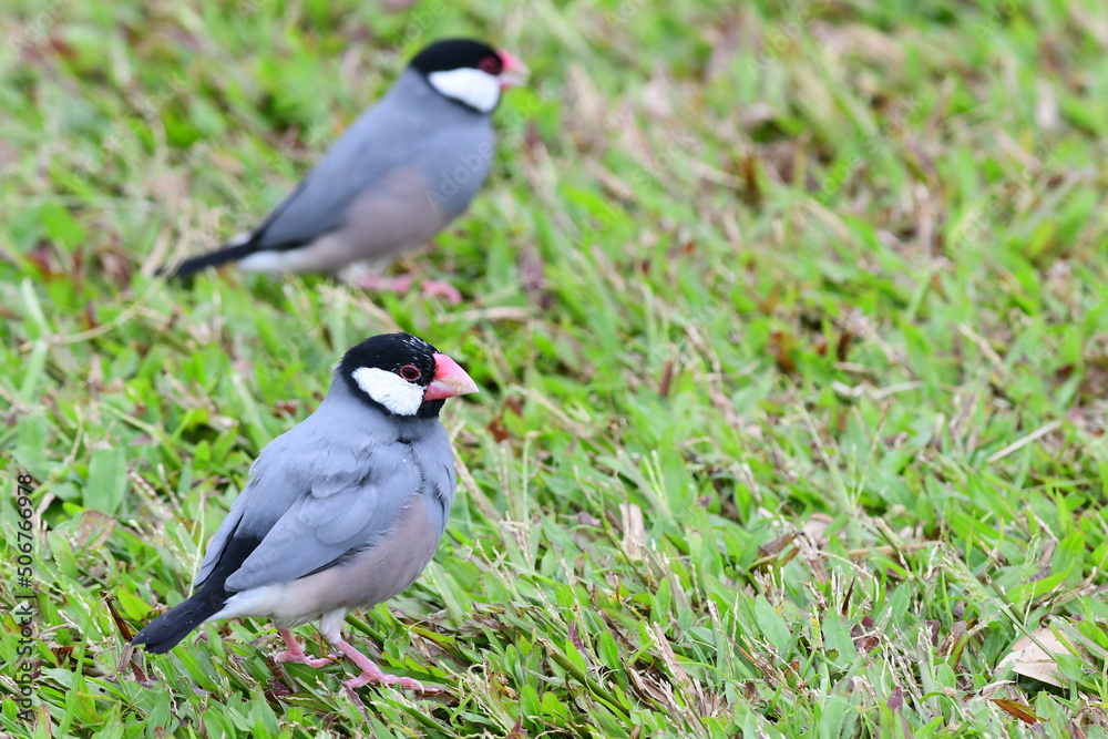 A pair of Java Sparrows (padda oryzivora) forage for seeds in a grassy Honolulu, Hawaii, park. A pair of Java Sparrows (padda oryzivora) forage for seeds in a grassy Honolulu, Hawaii, park.