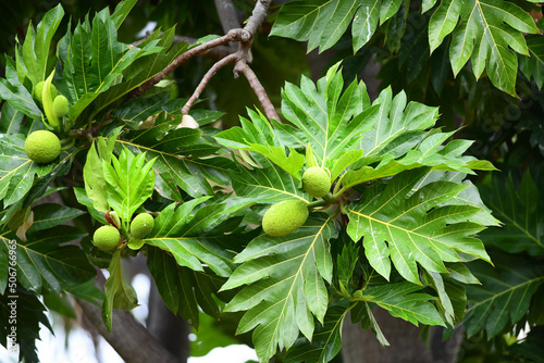 Called ulu in Hawaiian,  breadfruit (Artocarpus altilis) is the most important food-producing tree crop in the Pacific. photo
