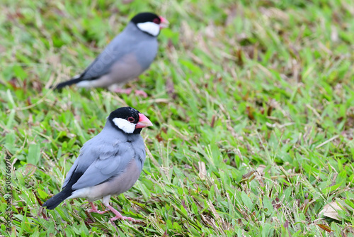 A pair of Java Sparrows (padda oryzivora) forage for seeds in a grassy Honolulu, Hawaii, park. © JT Fisherman