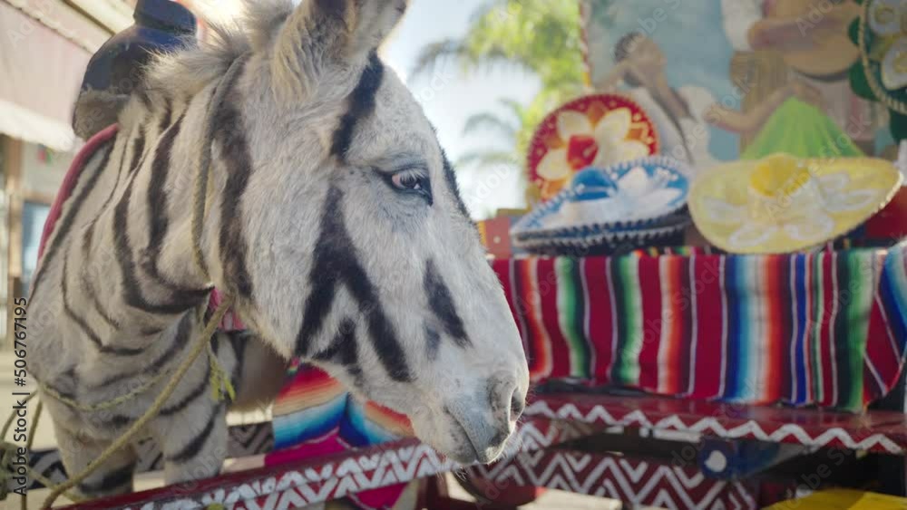 Donkey Shows In Tijuana Video